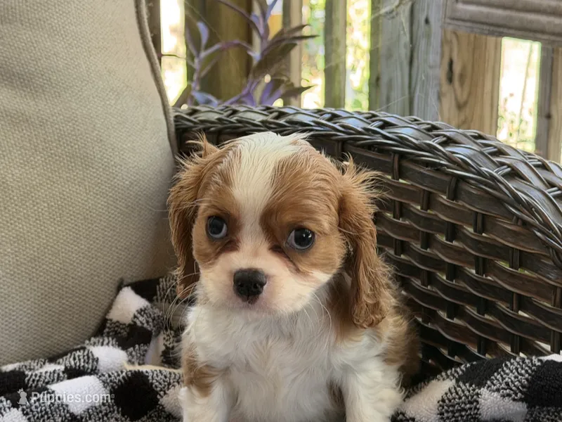 Chloe – Cavalier King Charles Spaniel puppy on hold in Hardy, AR