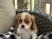 Chloe, a female Cavalier King Charles Spaniel for sale in Hardy, AR – 1 of 2