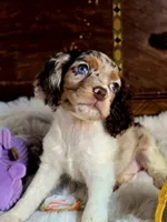 Sassy, a female Cocker Spaniel for sale in Hardy, AR – 9 of 9
