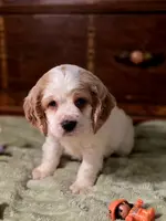 processed/90cf4e8e-6c9a-416f-af77-f1ec7d19d841/listing/5a0648cc-e147-47d8-9713-488caa6dd6e9/3628a62b-b77b-4fb8-8fe2-0161dd5e9c46