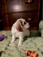 processed/90cf4e8e-6c9a-416f-af77-f1ec7d19d841/listing/5a0648cc-e147-47d8-9713-488caa6dd6e9/9adc0dad-21f0-4558-bac4-faceb42cf190