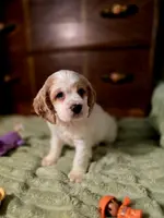 processed/90cf4e8e-6c9a-416f-af77-f1ec7d19d841/listing/5a0648cc-e147-47d8-9713-488caa6dd6e9/a3c84914-e1bf-4c46-8747-69be02cf1168