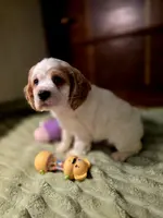 processed/90cf4e8e-6c9a-416f-af77-f1ec7d19d841/listing/5a0648cc-e147-47d8-9713-488caa6dd6e9/a7b31f3d-34ef-4666-a585-3b8496171d4f