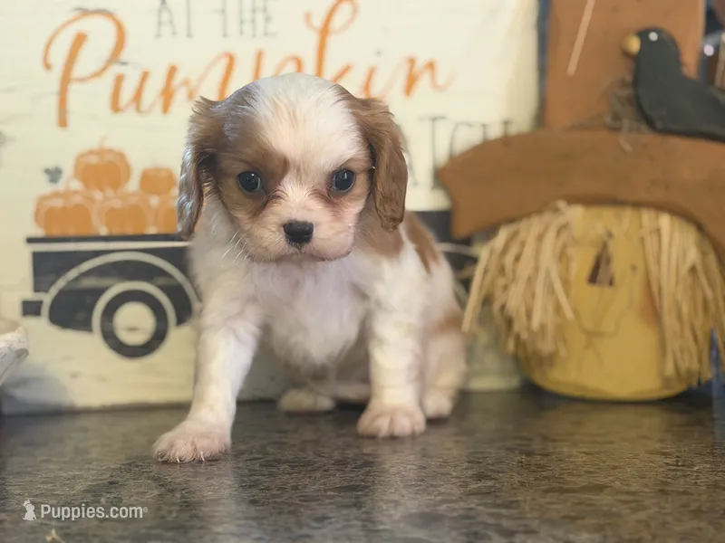 Patty – Cavalier King Charles Spaniel puppy for sale in Hardy, AR