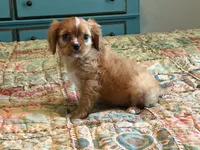Paisley, a female Cavalier King Charles Spaniel for sale in Hardy, AR – 4 of 5