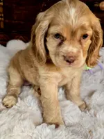 Buttercup , a female Cocker Spaniel for sale in Hardy, AR – 5 of 9