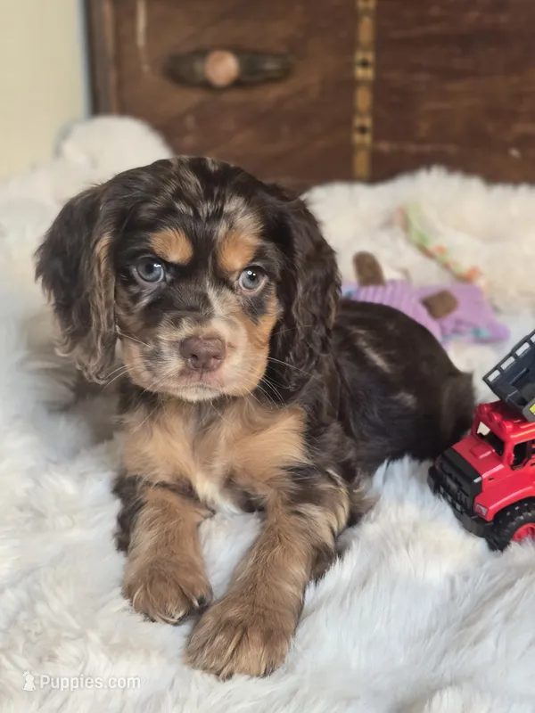 Pretty Boy – Cocker Spaniel puppy for sale in Hardy, AR