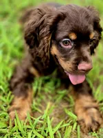 Adam, a male Cocker Spaniel for sale in Hardy, AR – 9 of 10