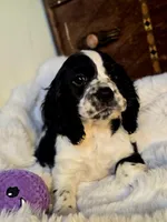 Pretty Boy, a male Cocker Spaniel for sale in Hardy, AR – 1 of 9