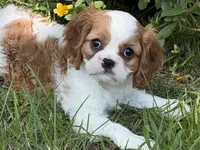 Ellie Mae, a female Cavalier King Charles Spaniel for sale in Hardy, AR – 2 of 6