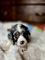 Cameron , a male Cocker Spaniel for sale in Hardy, AR – 8 of 9