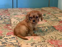 Miley, a female Cavalier King Charles Spaniel for sale in Hardy, AR – 2 of 4