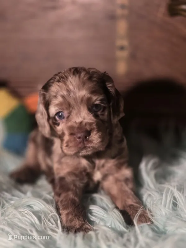 Bonnie – Cocker Spaniel puppy for sale in Hardy, AR