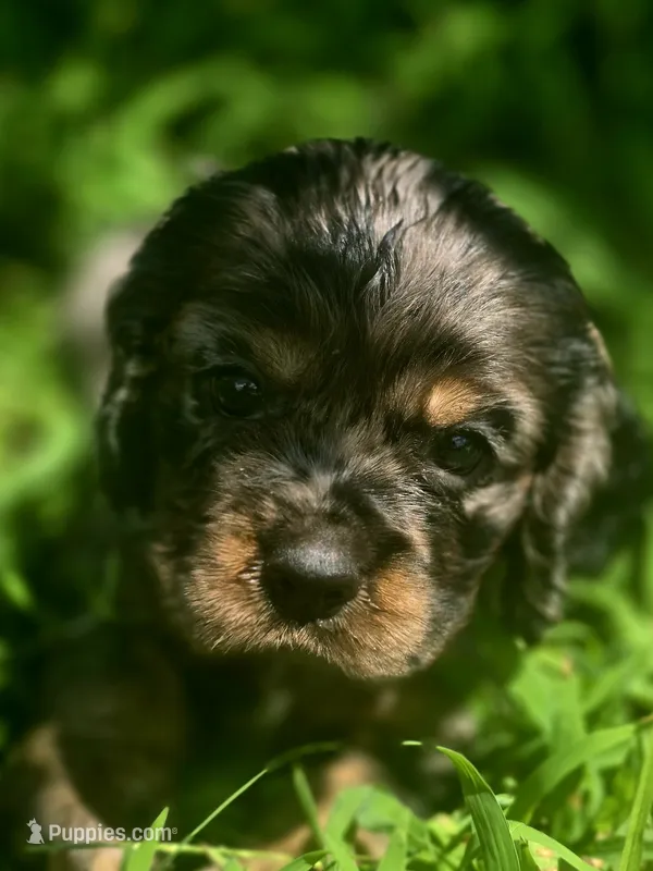 Beautiful Girl – Cocker Spaniel puppy for sale in Hardy, AR