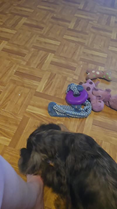 Beautiful Girl, a female Cocker Spaniel for sale in Hardy, AR – 5 of 10