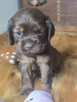 Izzy, a female Cocker Spaniel for sale in Hardy, AR – 2 of 10