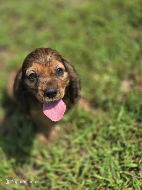 Zack – Cocker Spaniel puppy for sale in Hardy, AR