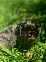 Sissy, a female Cocker Spaniel for sale in Hardy, AR – 3 of 10
