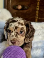 Major, a male Cocker Spaniel for sale in Hardy, AR – 7 of 9