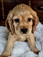Buffy , a male Cocker Spaniel for sale in Hardy, AR – 8 of 9