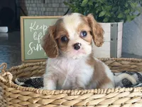 Annie, a female Cavalier King Charles Spaniel for sale in Hardy, AR – 2 of 5