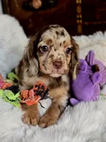 Octavia , a female Cocker Spaniel for sale in Hardy, AR – 8 of 8