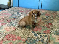 Murphy, a male Cavalier King Charles Spaniel for sale in Hardy, AR – 4 of 4