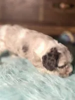 Aroura, a female Cocker Spaniel for sale in Hardy, AR – 2 of 10