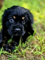 Happy, a female Cocker Spaniel for sale in Hardy, AR – 3 of 9