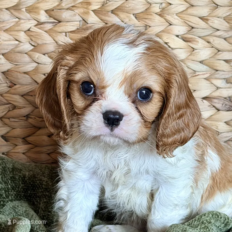 Parker – Cavalier King Charles Spaniel puppy for sale in Hardy, AR