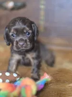 Kyson, a male Cocker Spaniel for sale in Hardy, AR – 2 of 10