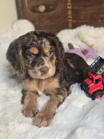 Pretty Boy, a male Cocker Spaniel for sale in Hardy, AR – 5 of 9
