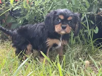 James, a male Cavalier King Charles Spaniel for sale in Hardy, AR – 3 of 5