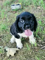 Flashy, a female Cocker Spaniel for sale in Hardy, AR – 2 of 10