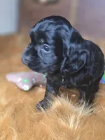 Cameron , a male Cocker Spaniel for sale in Hardy, AR – 3 of 10
