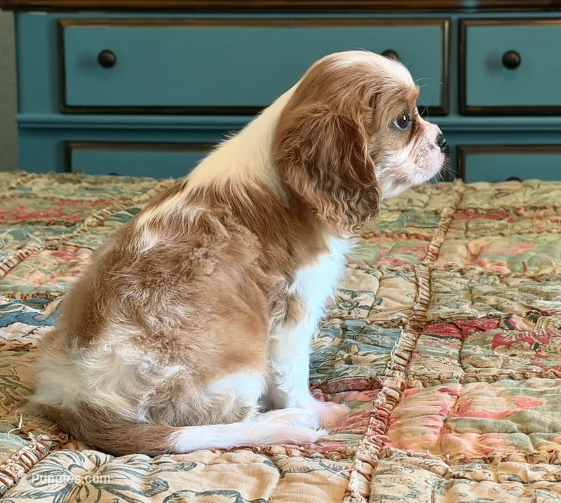 Benson – Cavalier King Charles Spaniel puppy for sale in Hardy, AR