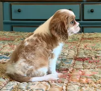 Benson, a male Cavalier King Charles Spaniel for sale in Hardy, AR – 1 of 5