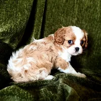 Gigi, a female Cavalier King Charles Spaniel for sale in Hardy, AR – Photo 3 of 5