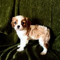 Gigi, a female Cavalier King Charles Spaniel for sale in Hardy, AR – Photo 5 of 5