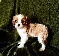 Gigi, a female Cavalier King Charles Spaniel for sale in Hardy, AR – Photo 5 of 5