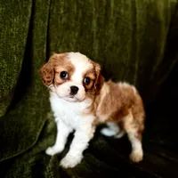 Gigi, a female Cavalier King Charles Spaniel for sale in Hardy, AR – Photo 1 of 5