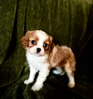 Gigi, a female Cavalier King Charles Spaniel for sale in Hardy, AR – Photo 1 of 5