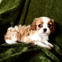 Gigi, a female Cavalier King Charles Spaniel for sale in Hardy, AR – Photo 2 of 5