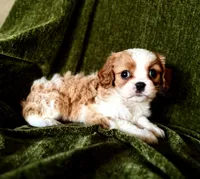 Gigi, a female Cavalier King Charles Spaniel for sale in Hardy, AR – Photo 2 of 5