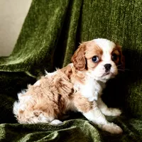 Gigi, a female Cavalier King Charles Spaniel for sale in Hardy, AR – Photo 4 of 5