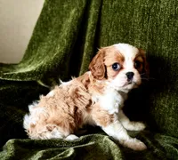 Gigi, a female Cavalier King Charles Spaniel for sale in Hardy, AR – Photo 4 of 5
