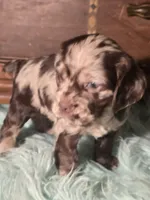 Jade, a female Cocker Spaniel for sale in Hardy, AR – 4 of 9