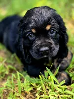 Happy, a female Cocker Spaniel for sale in Hardy, AR – 6 of 9