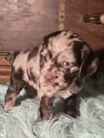 Jade, a female Cocker Spaniel for sale in Hardy, AR – 3 of 9