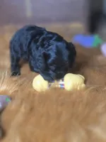 Cameron , a male Cocker Spaniel for sale in Hardy, AR – 9 of 10